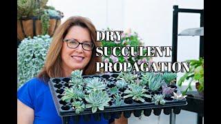 Dry Succulent Propagation