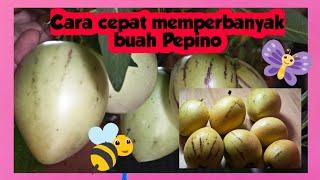Quick and easy to propagate Pepino  tips trick planting pepino at home