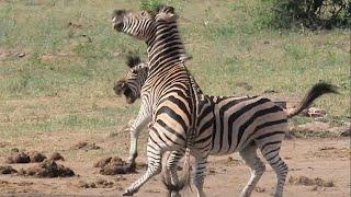 Zebra Fight for Mating Rights  Kruger Park Sightings