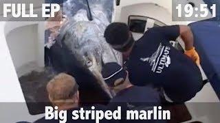 BIG STRIPED MARLIN FISHING