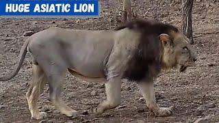Massive Asiatic Lion in the Gir Forest  Huge Asiatic Lion  HUGE MALE LION 720p