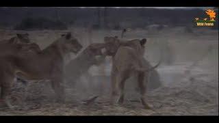Wild Fauna  Битва прайдов  Lion Kingdom  2-Охотник на гигантов