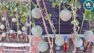 Idea to Grow Melon in Container from Seed to Harvest  Reuse Soil