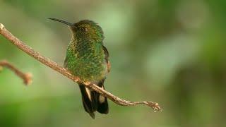 The Stripe tailed Hummingbird