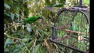 Mikat Burung CUCAK IJO di Tengah Hutan Dapat 3 Ekor