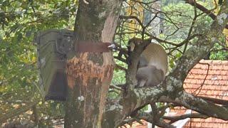 A family of Vervet Monkeys visited our office ...