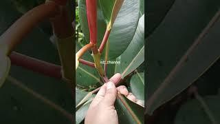 KARET KEBO TANAMAN PEMBERSIH UDARA FICUS ELASTICA