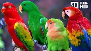 AMAZING PARROTS  BEAUTIFUL BIRDS  BIRDS SOUNDS FOR RELAXING  STUNNING NATURE  STRESS RELIEF