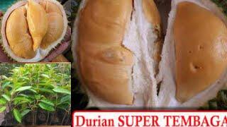 DURIAN TERENAK SUPERTEMBAGA ORIGINAL 1 TAHUN BERBUAH 2 X GUES 