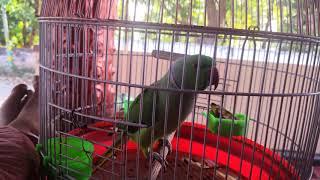 Parrot speaking