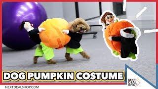 This Must Be The Cutest Dog Pumpkin Costume EVER - Next Deal Shop