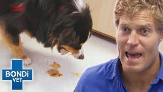 Poisoned Dog Has Minutes To Live  Bondi Vet