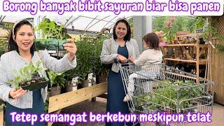 BORONG BANYAK BIBIT SAYURAN BIAR BISA PANEN  TETEP SEMANGAT BERKEBUN MESKIPUN TELAT