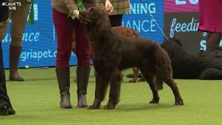 Best of Breed Gundog GroupGERMAN LONGHAIRED POINTER2017-2022