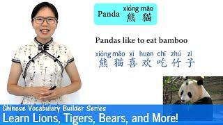 Learn Lions Tigers Bears and More in Chinese  Vocab Lesson 31  Chinese Vocabulary Series