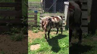 Goats Strange Screams of Seduction  ViralHog