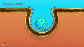 Entry of Virus into Host Cell - Microbiology Animations