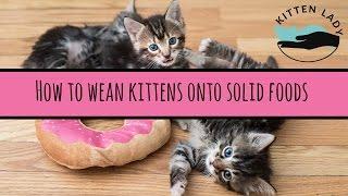 How to Wean Kittens