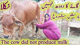Aj Cow Ke Sath Mazak Kiya Doodh Nahi Nikla Village Girl Video Home Girl Working Video Vlogs