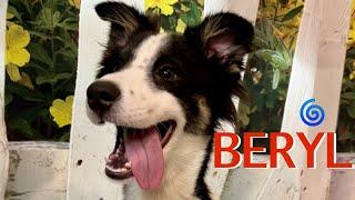 Fluffy Friendly Beryl is sure to make you SMILE 