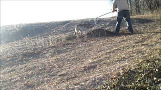 Releasing A Wolf