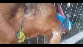 keur muat kambing tujuan sulawesi 1300 ekor