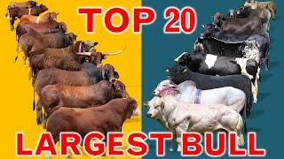 Top 20 Largest Cattle Breeds in The World   Countrys  Large Bulls Breed  Worlds Best Bull
