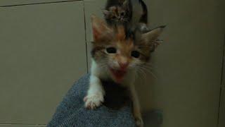 Small crazy kittens having chicken for the first time