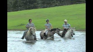 THE WELSH PONY  -  LAZY J WELSH PONY RANCH LINDEN TX