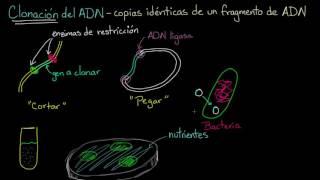 Clonación de ADN y ADN recombinante  Biología  Khan Academy en Español