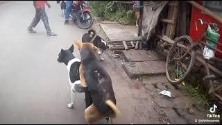 dog mating