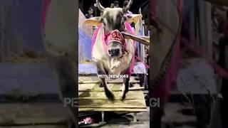 Biggest and angry cow unloading video 2023 #shorts #viral #cowunloading #trending #gowalbari #bakrid