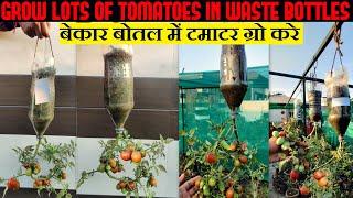 Best Method To Grow Tomato Plant टमाटर उगाने का सबसे आसान तरीका Vertical Gardening