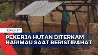 Pekerja HTI di Pelalawan Riau Diterkam Harimau saat Beristirahat