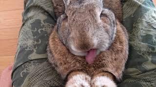 Flemish Giant Rabbit Relax