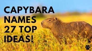 Capybara Names 27 TOP & CUTE Ideas  Names