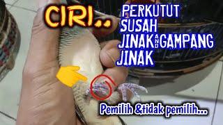 Ciri perkutut gampang jinak dan susah jinak