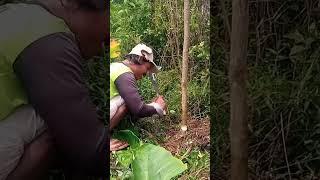 tebang tak sesuai harapan #tebangpohon #tebangkayu #chainsawman