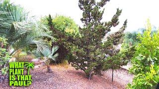 Juniperus Chinensis Hollywood Juniper its TWISTED RUSTIC form makes this a GREAT Landscape Accent