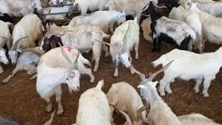 Iran Ke Bakre  Irani Bakre In Oman  Bakra Eid  Khoobsurat Bakre  Get Updated Now