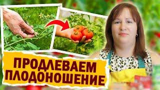 5 СПОСОБОВ ЧТОБЫ ПРОДЛИТЬ ПЛОДОНОШЕНИЕ ТОМАТОВ ЗАПОМИНАЙТЕ #сад  #огород #томаты