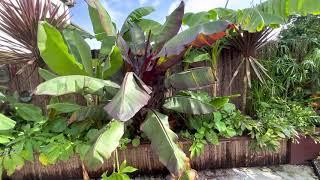 Ensete Maurelli Ensete zielony musa basjoo