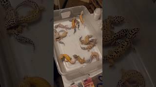 Setting up Leopard Geckos into groups  Pt. 1