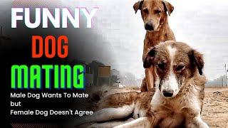 Male dog wants to mate Female dog doesnt agree  Funny Dog Mating