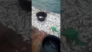 Nelayan Weru Paciran Lamongan Panen Ikan