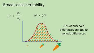 Quantitative genetics 3 - Broad sense heritability