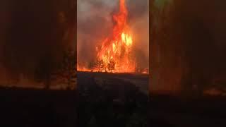 Лесной пожар в курганской области.