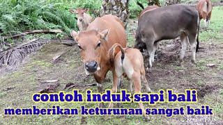 induk sapi Bali yang menghasilkan keturunan sangat baik