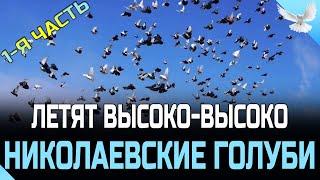 Летят высоко-высоко Николаевские тучерезы 1-я Часть