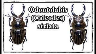 Odontolabis Calcodes striata - Präparation  Mounting